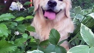 Funniest & Cutest Golden Retriever Puppies - 30 Minutes of Funny Puppy Videos 2021 #2