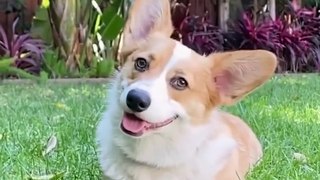 Baby Dogs  Cute and Funny Dog Videos Compilation #3 _ Funny Puppy Videos 2021