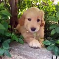 Funniest & Cutest Golden Retriever Puppies #3 - Funny Puppy Videos 2021