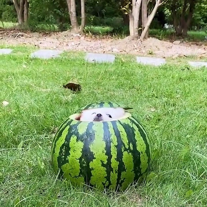 Baby Dogs  Cute and Funny Dog Videos Compilation #2 _ Funny Puppy Videos 2021