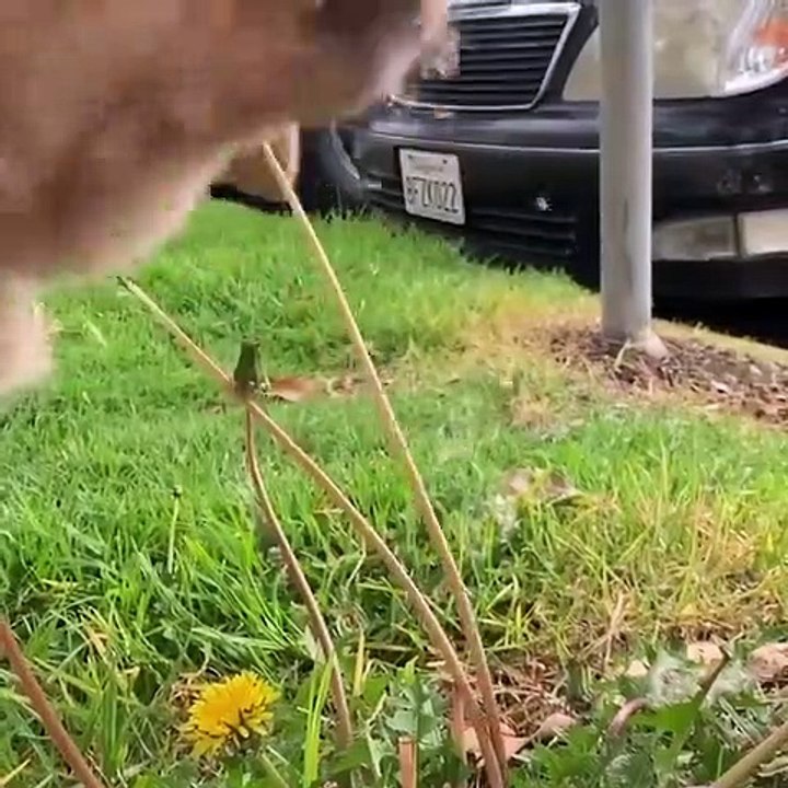 Funniest & Cutest Golden Retriever Puppies #2 - Funny Puppy Videos 2021