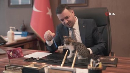 Yalova'nın 'Şanslı'sı... Yalova İl Başkanlığı, bir yavru kediyi sahiplendi