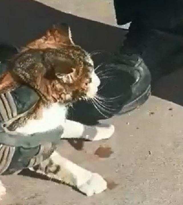 BAŞI KONSERVE KUTUSUNA SIKIŞAN KEDİ KURTARILDI