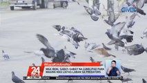 #KuyaKimAnoNa?: Mga ibon, sabay-sabay na lumilipad para maging mas ligtas laban sa predators | 24 Oras