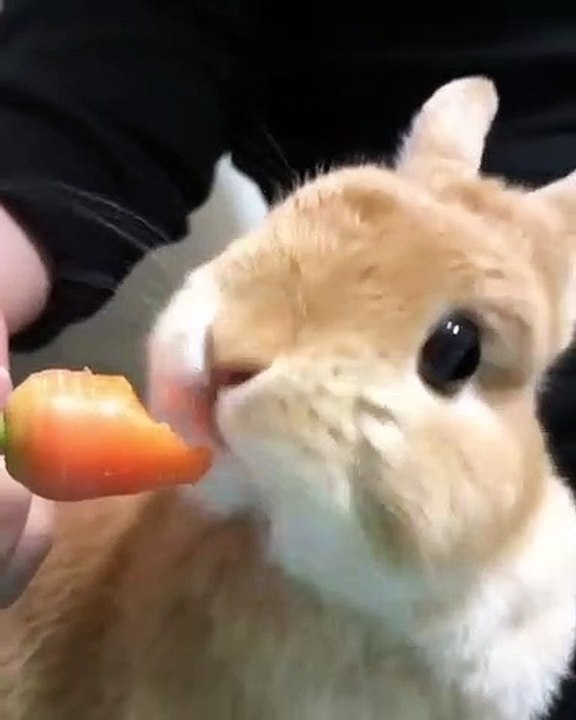 CUTEST-RABBIT
