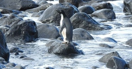 Perdu et épuisé, un manchot Adélie a été retrouvé en Nouvelle-Zélande, à près de 3 000 km de son habitat naturel