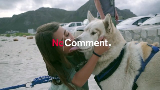 Santa Paws: South African canines sled on sandy beaches