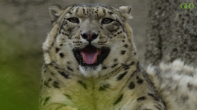 Environnement : au Pakistan, un piège photographique immortalise une panthère des neiges