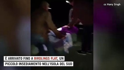 Pingu, dal Polo Sud alla Nuova Zelanda: il pinguino trovato a 3000 km da casa