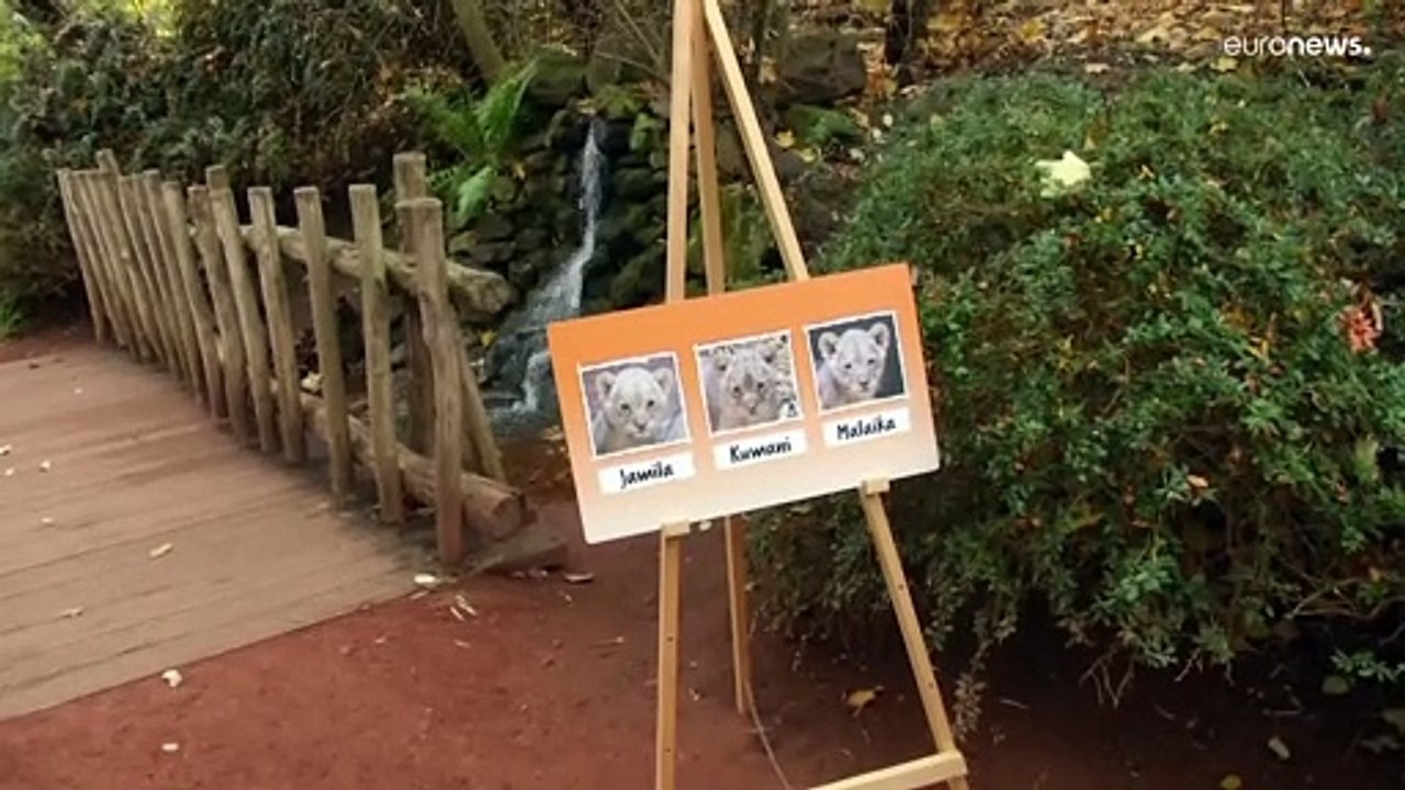 Löwendrillinge in Gelsenkirchen raufen zum ersten Mal in der Showbox