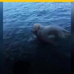 PERRO SE LANZA AL AGUA PARA SALVAR A VENADITO