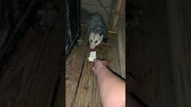 Pup Takes Pop-Tart From Opossum