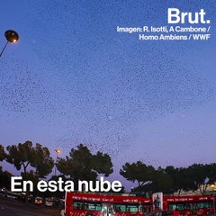 ¿Cómo hacen los pájaros para volar sincronizados?