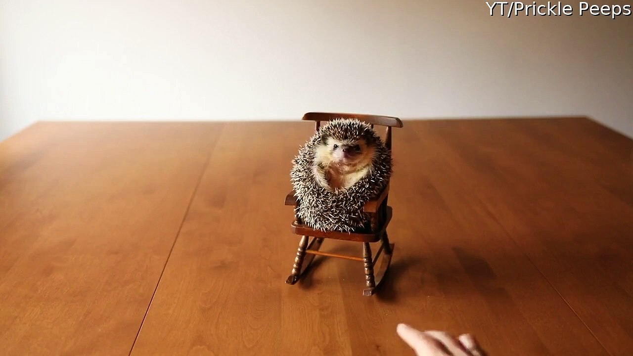 Prickly Pals Share Rocking Chair