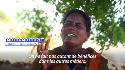 Inde: la "culture miracle" des algues marines dévoreuses de CO2