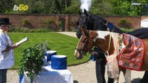These Adorable Horses Get Hitched in a Very Special Ceremony