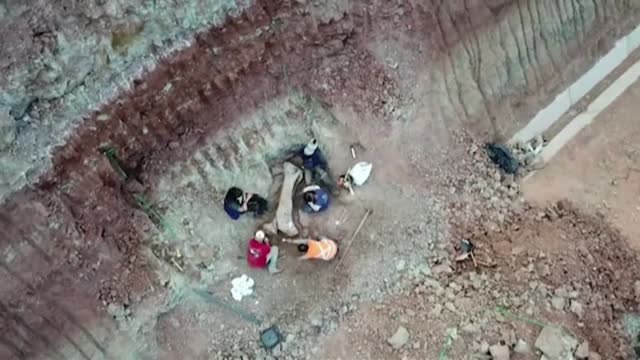 Un grupo de paleontólogos descubre en Brasil una nueva especie de dinosaurio