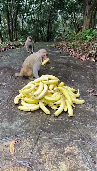 Monyet Rebutan Pisang