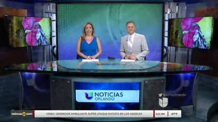 Reportaje Especial: Los Reyes de Tampa