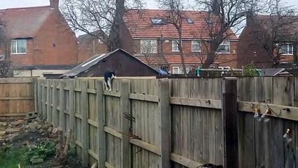 Cat Awkwardly Shuffles Along Fence