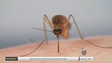 Alertan sobre segundo caso de virus del Oeste del Nilo en El Paso