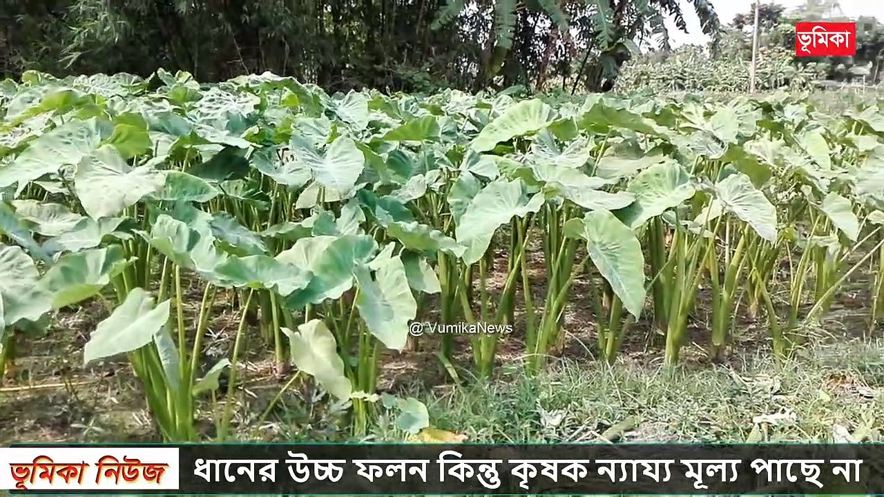 কচুর চাষ পদ্ধতি |_কচুর লতি চাষ পদ্ধতি |_কচুর লতি চাষ করে স্বাবলম্বী _| Vumika Agro _ Krishi _ Bagla