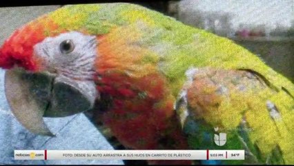Roban una guacamaya de un domicilio