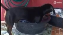 Cachorro viraliza após de ser flagrado lavando roupa