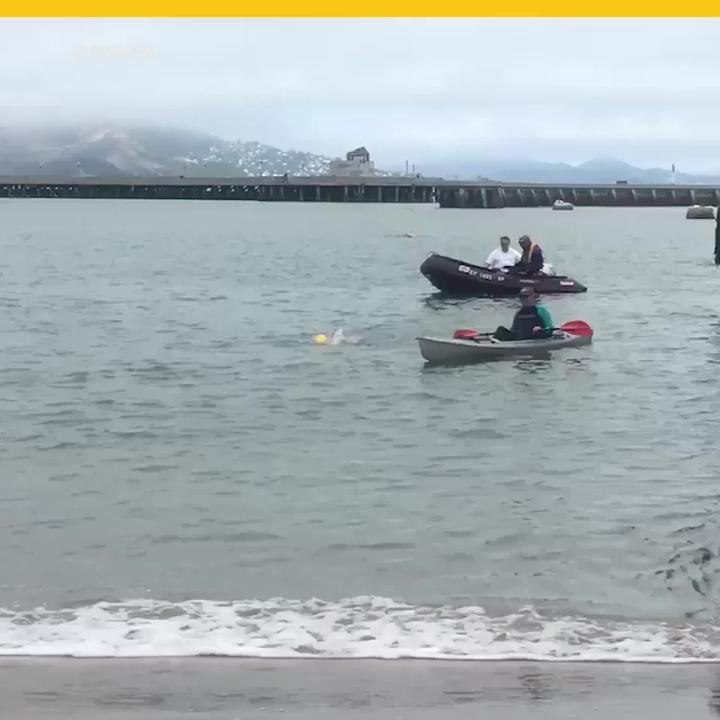 Exjuez de Florida celebra sus 87 años nadando de Alcatraz a San Francisco