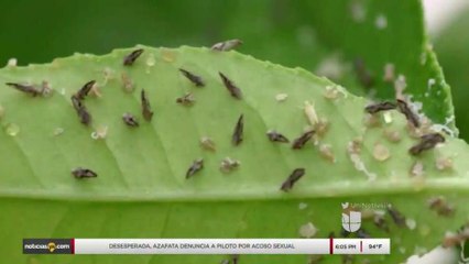 Plaga podría acabar con cosechas de cítricos