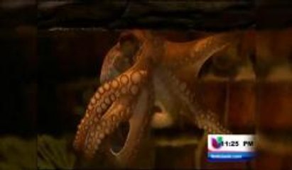 Animales predicen el campeón de la fiesta del fútbol