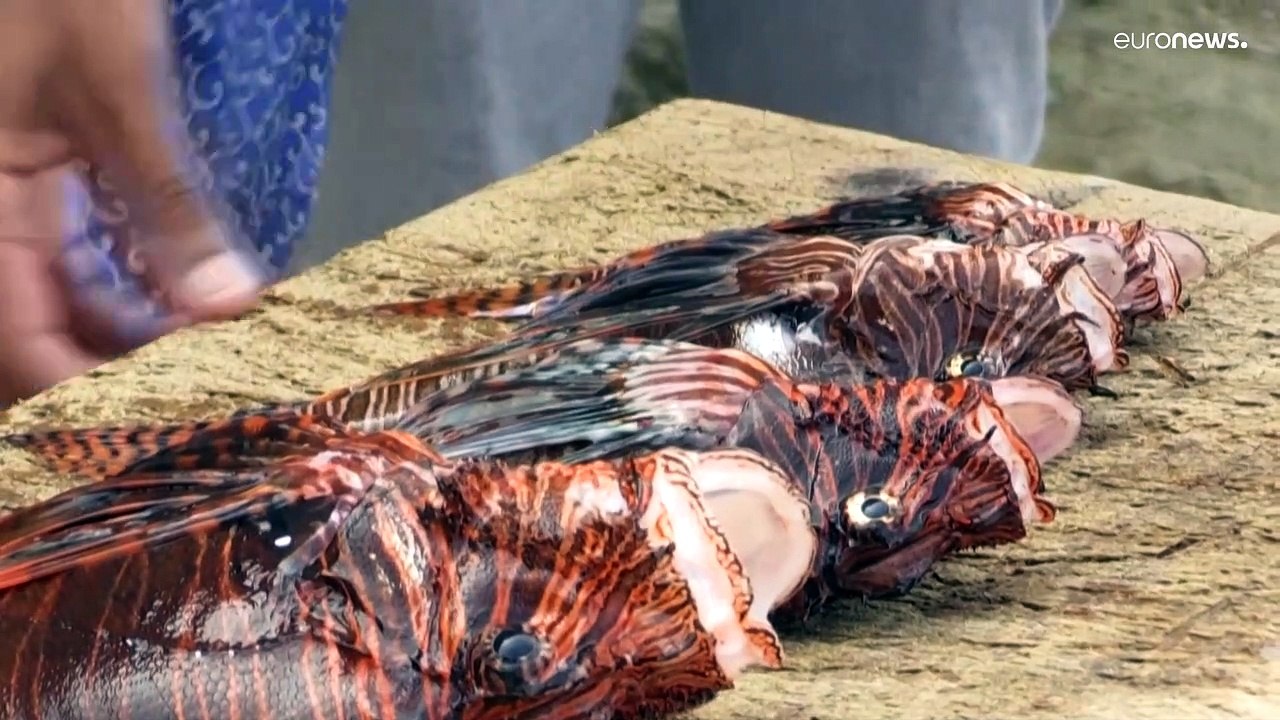 Bello e impossibile, il Venezuela dà la caccia al pesce leone. Ecco perché