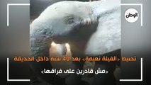 تحنيط الفيلة نعيمة بعد 40 سنة داخل الحديقة.. مش قادرين على فراقها