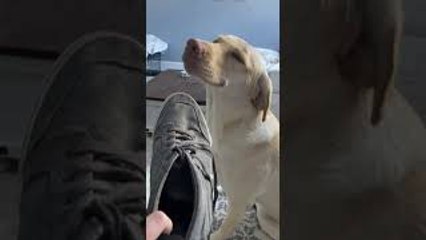 Rudee the Lab Has no Regrets About Chewing Shoe