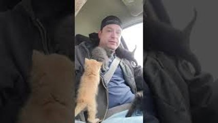 Five Kittens Climb All Over Man That Rescued Them