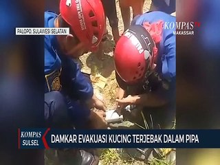 Damkar Evakuasi Kucing Terjebak Dalam Pipa