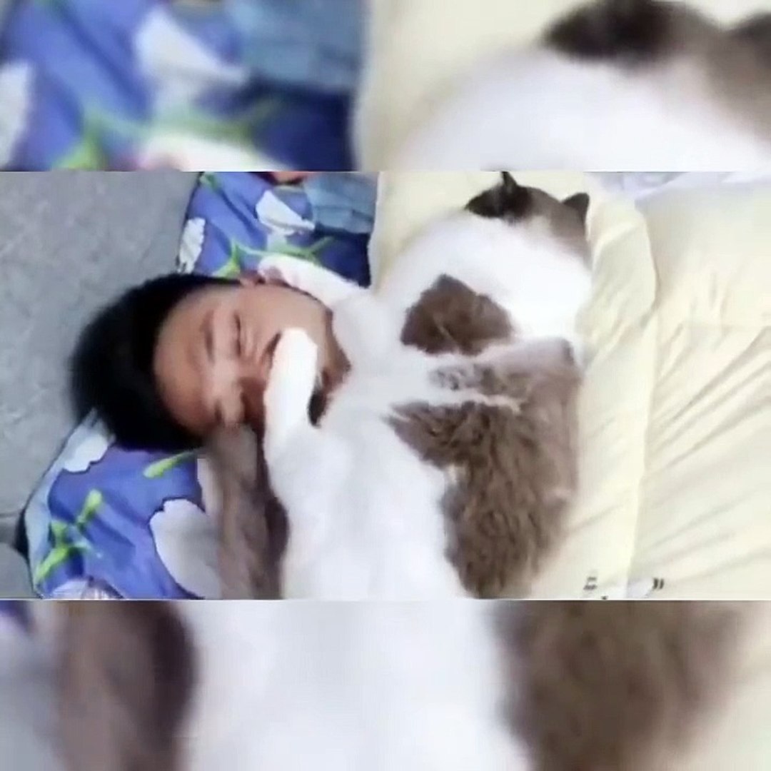 Baby Cats - Cute Cats - Adorable Cats - Funny Cats Compilations PART 24