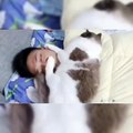 Baby Cats - Cute Cats - Adorable Cats - Funny Cats Compilations PART 24