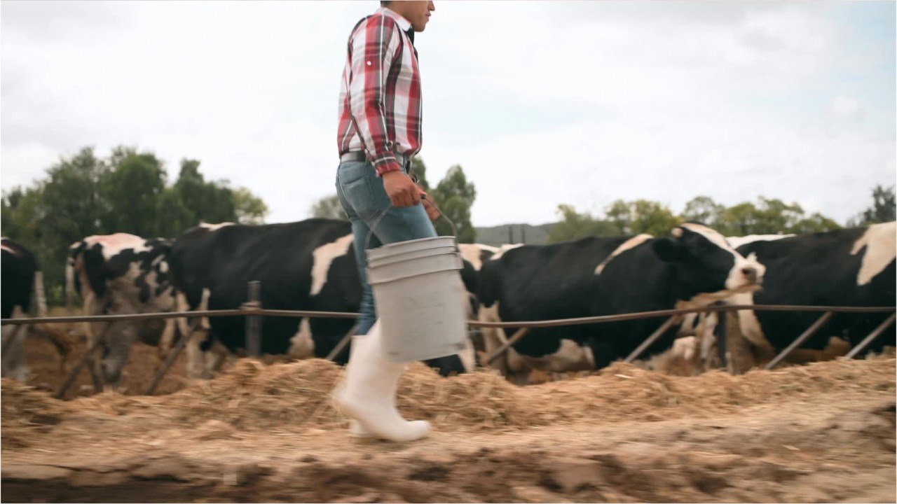 24-HR AMBULANCE SERVICE FOR COWS