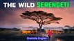Serengeti National Park Tanzania | Wild Life Adventure Safari | Oneindia News