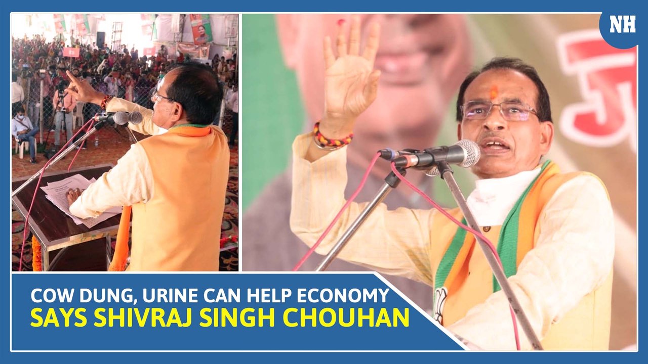 Cow Dung, Urine Can Help Economy, Says MP CM Shivraj Singh Chouhan; Twitterati expresses shock