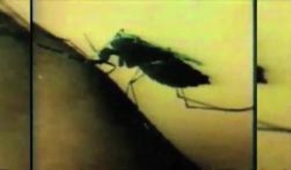 Dos nuevos casos de fiebre chikungunya en la Florida