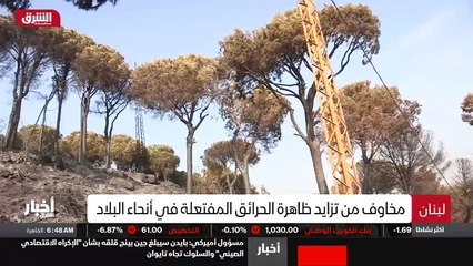 ...هذه الغابة المعروفة في هذه البلدة . هذا ...