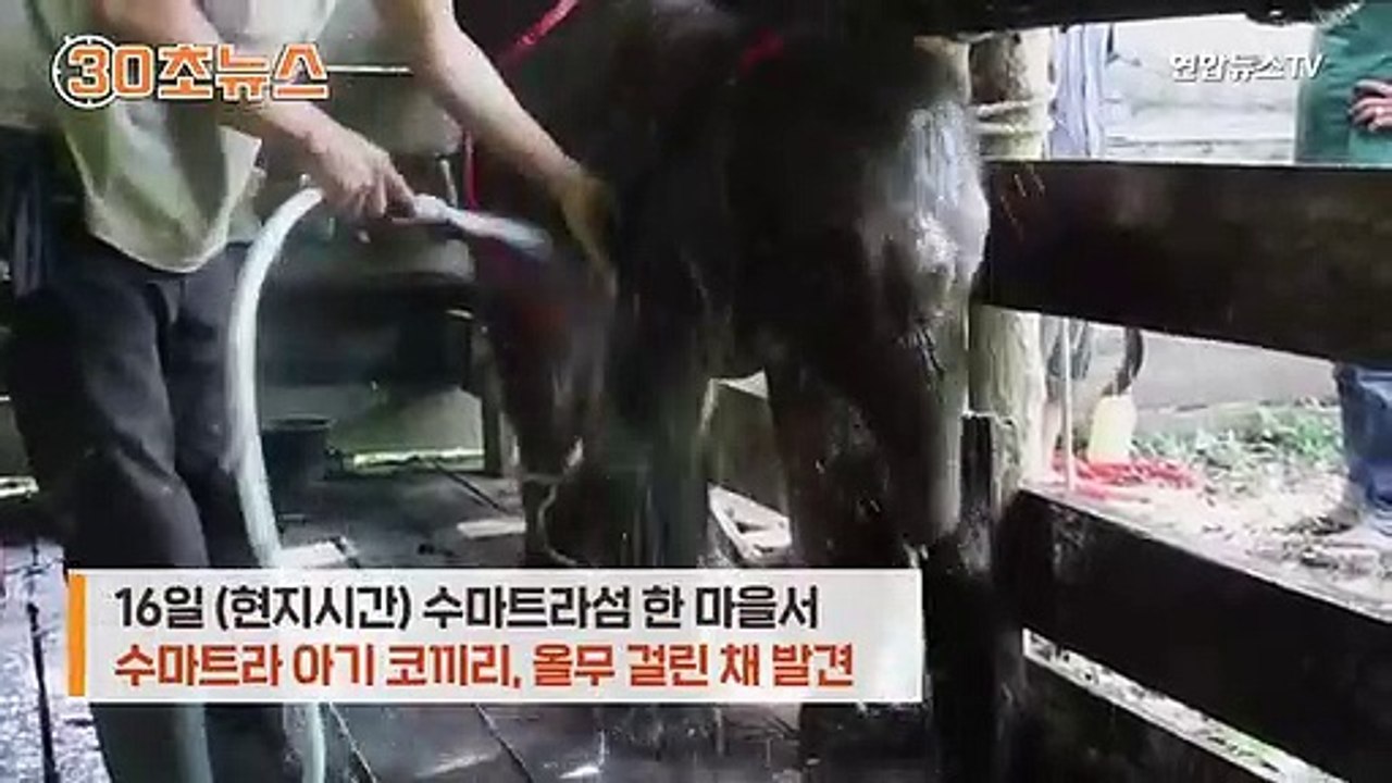 [30초뉴스] 멸종위기종 아기 코끼리 밀렵에 공분