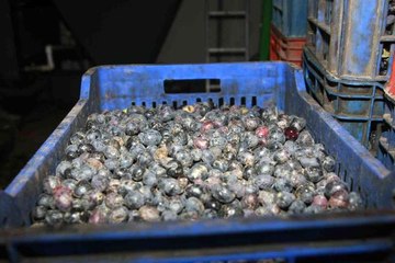 Bursa'da zeytinyağı için yağhanelerde mesai başladı