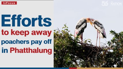 Efforts to keep away poachers pay off in Phatthalung | The Nation Thailand