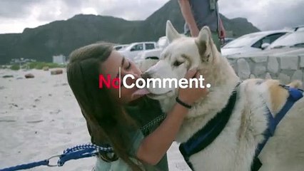 شاهد: ازدهار خدمات كلاب الزلاجات على الشواطئ الرملية في جنوب إفريقيا