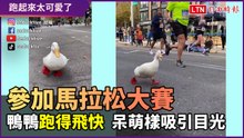 鴨子下場比馬拉松大賽？呆萌奔跑樣引眾人關注