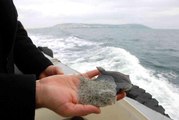 Karadeniz'in Kalkan denizi olması için 24 yılda 100 binin üzerinde Kalkan yavrusu denize bırakılmıştı