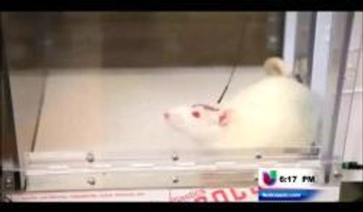 Logran manipular la mente de seres vivientes